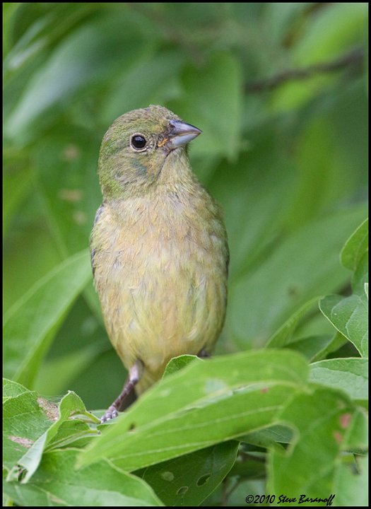 _0SB1271 1st year male painted bunting.jpg